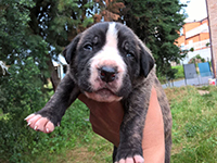 puppies cane corso rustico